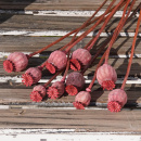 Papaver, Mohn rosa Trockenblumen mit Stiel VE 10 Stk L...