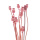 Papaver, Mohn rosa Trockenblumen mit Stiel VE 10 Stk L ca. 30-50 cm