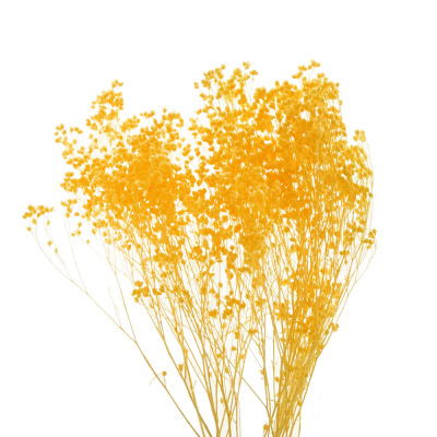 Trockenblumen gelb Broom Bloom getrocknete Blumen 1 Bund, L ca. 30 cm