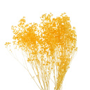 Trockenblumen gelb Broom Bloom getrocknete Blumen 1 Bund,...
