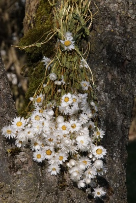 Trockenblumen