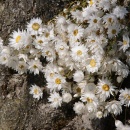 Trockenblumen Rhodanthe natur wei&szlig;, Bl&uuml;ten mit Stiel, VE 1 Bund