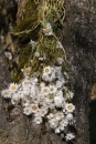 Trockenblumen Rhodanthe natur weiß, Blüten mit...