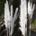 Pampasgras weiß getrocknet 5 Stiele Trockenblumen L 70 -80 cm, Gräser getrocknet Vintage Boho
