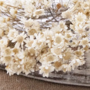 Marcela-Trockenblumen natur creme, VE 1 Bund, kleine Blüten mit Stiel, L ca. 25 cm