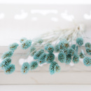 Trockenblumen Phalaris hellblau, getrocknete Gr&auml;ser 1 Bund, L ca. 60 cm