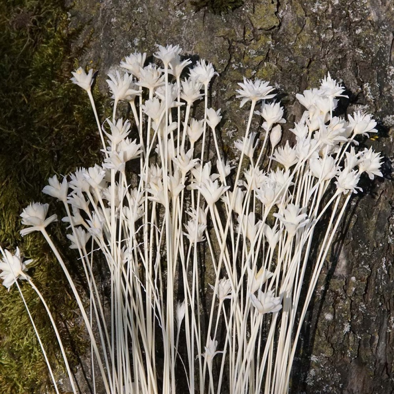 Trockenblumen weiß kleine Blüte für Hochzeitsdeko