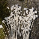 Trockenblumen Hill flower wei&szlig;, VE 1 Bund getrocknete Blumen f&uuml;r Hochdzeitsdeko, L ca. 40 cm