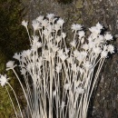 Trockenblumen Hill flower weiß, VE 1 Bund getrocknete Blumen für Hochdzeitsdeko, L ca. 40 cm