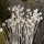 Trockenblumen Hill flower weiß, VE 1 Bund getrocknete Blumen für Hochdzeitsdeko, L ca. 40 cm