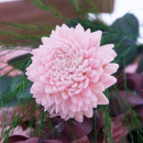 Rosen Sola Zinien rosa, VE 9 Stk, Gr 6 cm, Blumen für Tischdeko & Trockenblumenfloristik