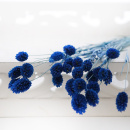 Trockenblumen Phalaris dunkelblau, getrocknete Gr&auml;ser 1 Bund, L ca. 60 cm