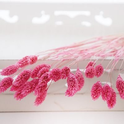 Trockenblumen Phalaris pink, getrocknete Gräser 1 Bund, L ca. 60 cm
