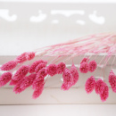 Trockenblumen Phalaris pink, getrocknete Gr&auml;ser 1 Bund, L ca. 60 cm