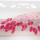 Trockenblumen Phalaris pink, getrocknete Gräser 1 Bund, L ca. 60 cm