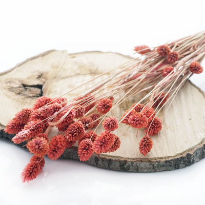 Trockenblumen Phalaris altrosa - lachs, getrocknete Gräser 1 Bund, L ca. 60 cm