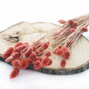 Trockenblumen Phalaris altrosa - lachs, getrocknete...