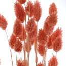 Trockenblumen Phalaris altrosa - lachs, getrocknete...