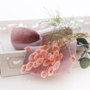 Trockenblumen Phalaris rosa - peach, getrocknete Gräser 1 Bund, L ca. 60 cm