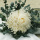 Brautstrauß Hochzeitsstrauß creme weiß mit Eukalyptus und echter Rose präpariert haltbar