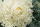 Brautstrauß Hochzeitsstrauß creme weiß mit Eukalyptus und echter Rose präpariert haltbar