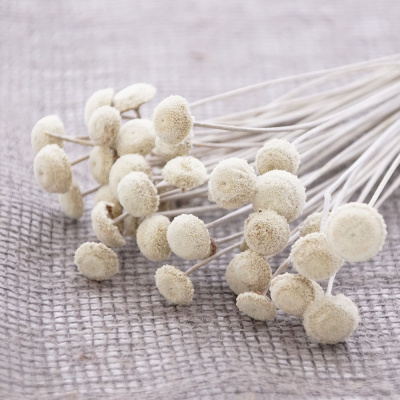 Botao Trockenblumen creme weiß Blütenköpfe mit Stiel VE 1 Bund