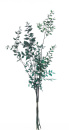 Ruskus grün, Trockenblumen Zweige, VE 1 Bündel