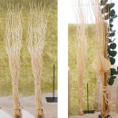 Curly Willow creme L 80 cm, VE 1 Bund