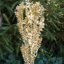 Ruskus gold, Trockenblumen goldene Zweige, VE 1 Bund mit 5 Stiele L ca. 70 cm