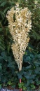 Ruskus gold, Trockenblumen goldene Zweige, VE 1 Bund mit 5 Stiele L ca. 70 cm