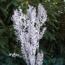 Ruskus silber, Trockenblumen silberne Zweige, VE 1 Bund mit 5 Stiele L ca. 70 cm