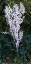 Ruskus silber, Trockenblumen silberne Zweige, VE 1 Bund mit 5 Stiele L ca. 70 cm