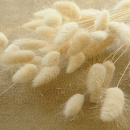 Lagurus creme beige Hasenschwanzgras ca. 20 g, L 70 cm, natürliche Gräser, Trockenfloristik