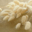 Lagurus creme beige Hasenschwanzgras ca. 20 g, L 70 cm,...