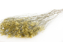 Trockenblumen Statice Limonium gelb 1 Bd L ca. 75 cm,...