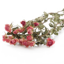 Rosen getrocknet rosa, VE 3 Stiele mit 12 bis 15 kleine Rosenbl&uuml;ten