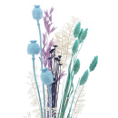 Papaver, Mohn hellblauTrockenblumen mit Stiel VE 10 Stk L ca. 30-50 cm