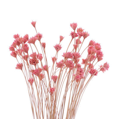 Trockenblumen Hill flower getrocknete Blumen, kleine Blüten mit Stiel, L ca. 40 cm, altrosa