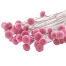 Botao Trockenblumen rosa pink kleine Bl&uuml;tenk&ouml;pfe mit Stiel VE 1 Bund