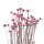 Botao Trockenblumen rosa pink kleine Blütenköpfe mit Stiel VE 1 Bund