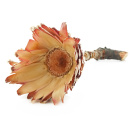 Protea groß Barbigera Kelch natur, Blüte ca. 9 cm, mit Stiel für Grabschmuck, VE 1 Stk