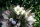 DIY Grabgesteck Kranz mit haltbaren Blumen weiß rosa, Grabschmuck selbermachen
