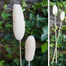 Luffa gebleicht am Stiel 10 - 12 cm VE 2 Stk haltbare...