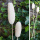 Luffa gebleicht am Stiel 10 - 12 cm VE 2 Stk haltbare Tockenblumen Boho Style