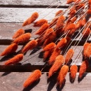 Lagurus orange getrocknete Gräser Trockenblumen 1 Bund, L ca. 60 cm