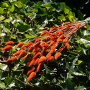 Lagurus orange getrocknete Gräser Trockenblumen 1...