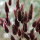 Lagurus braun getrocknete Gräser gefärbt Trockenblumen 1 Bund, L ca. 60 cm