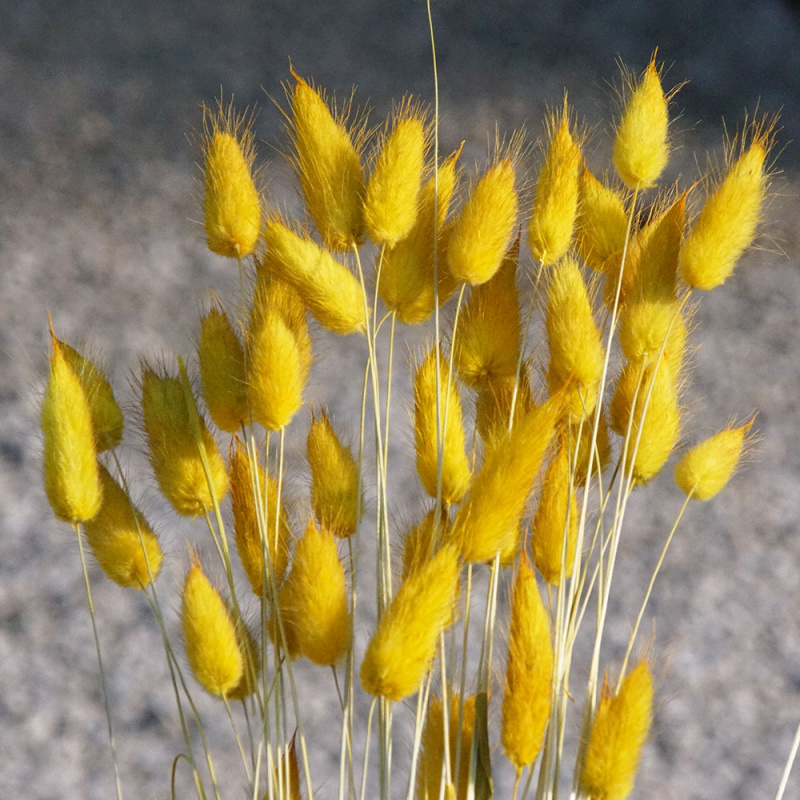 Lagurus gelb, Herbstblumen kaufen, Trockenblumen orange, Trockenblumen