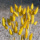 Lagurus gelb getrocknete Gräser gefärbt Trockenblumen 1 Bund, L ca. 60 cm