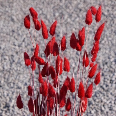 Lagurus rot getrocknete Gräser gefärbt Trockenblumen 1 Bund, L ca. 60 cm
